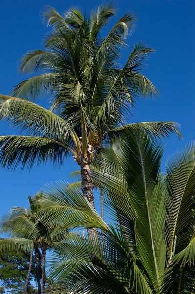 Palmbomen Bij Zonsondergang Eind Januari 2022 Maui Hawaï — Stockfoto