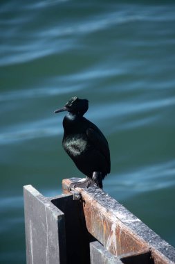 Karabatak Anacortes Feribot Terminali