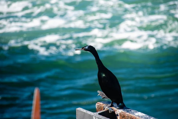 Cormorán Anacortes Ferry Terminal — Foto de Stock