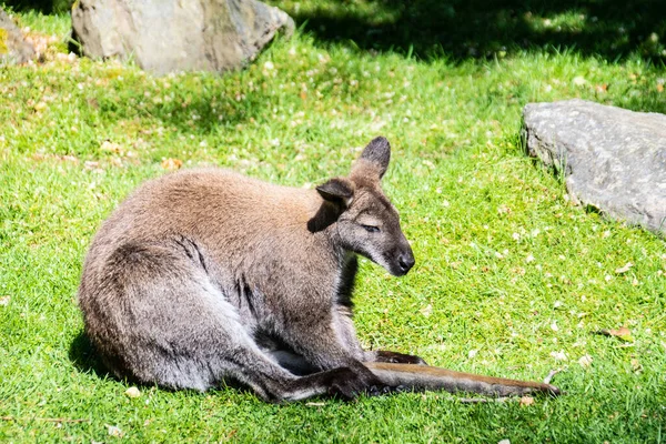 Kanguru Öğleden Sonra Güneşinde Oturuyor — Stok fotoğraf