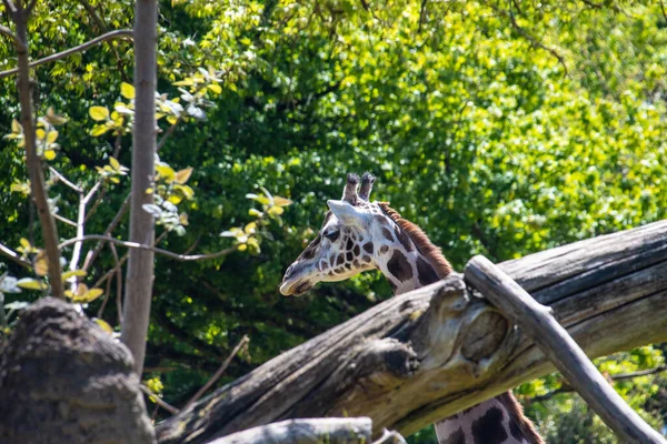 Giraffe Blickt Durch Bäume — Stockfoto