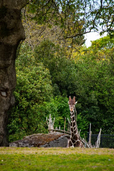 Giraffe Blickt Durch Bäume — Stockfoto