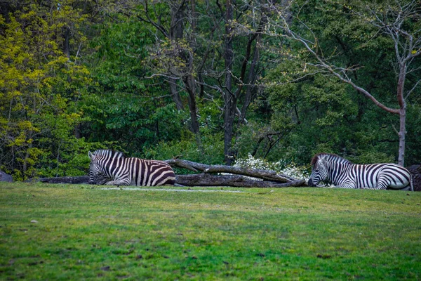 Zebras Languishing Afternoon Shade — Stok fotoğraf