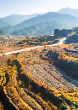 Rice fields in the setting sun