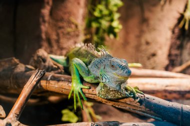 Lizard sitting on brown stone enjoying morning sun. Wildlife in Australia's rainforest, serious looking animal