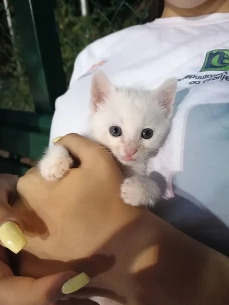 Segurando Gatinho Bonito — Fotografia de Stock