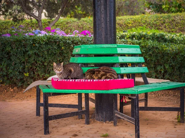 Cute stray cats napping on a radiator bed at the park