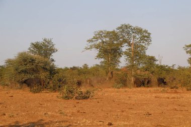 African elephant and Buffalo / Loxodonta africana et Syncerus caffer