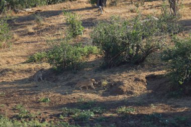 African lion / Panthera Leo