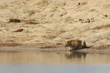 African lion / Panthera Leo