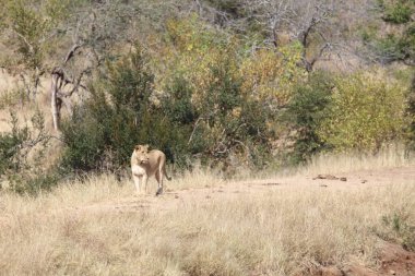 African lion / Panthera Leo