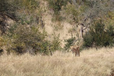 African lion / Panthera Leo