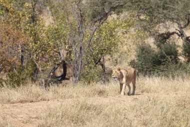 African lion / Panthera Leo
