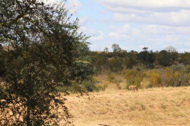 African lion / Panthera Leo