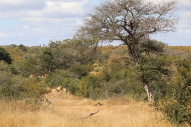 African lion / Panthera Leo