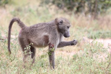 Chacma Baboon / Papio ursinus