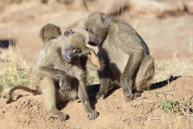 Chacma Baboon / Papio ursinus