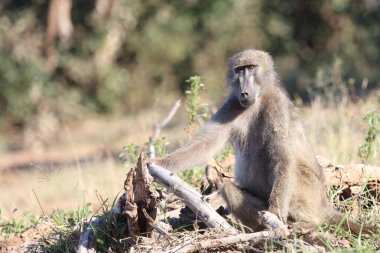 Chacma baboon / Papio ursinus