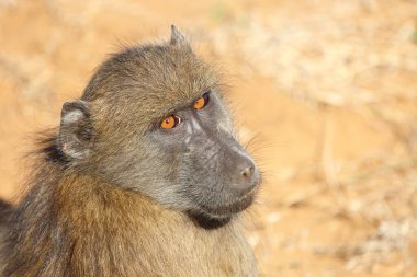 Chacma baboon / Papio ursinus