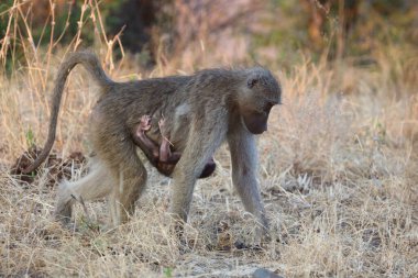 Chacma baboon / Papio ursinus