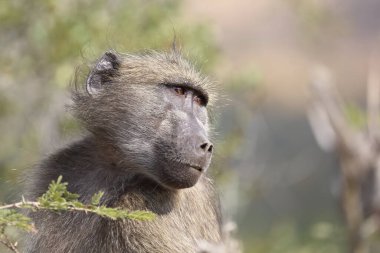 Chacma baboon / Papio ursinus