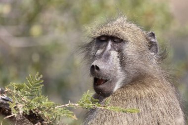 Chacma baboon / Papio ursinus