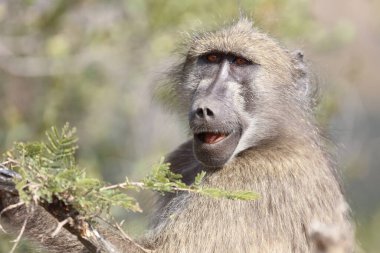 Chacma baboon / Papio ursinus