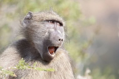 Chacma baboon / Papio ursinus