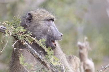 Chacma Baboon / Papio ursinus