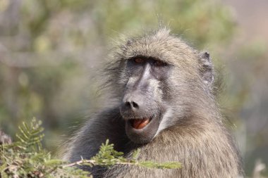 Chacma Baboon / Papio ursinus
