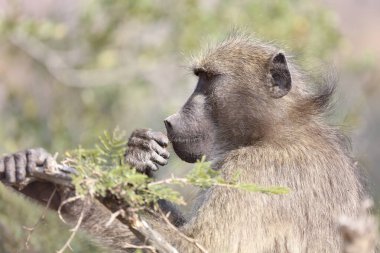 Chacma Baboon / Papio ursinus
