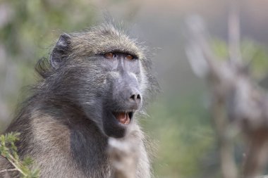 Chacma Baboon / Papio ursinus