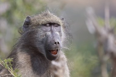 Chacma Baboon / Papio ursinus