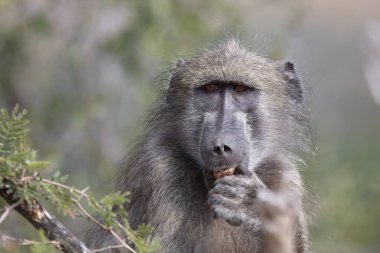 Chacma Baboon / Papio ursinus