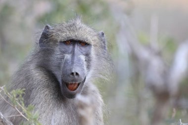 Chacma Baboon / Papio ursinus
