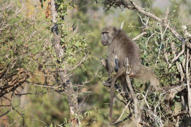 Chacma Baboon / Papio ursinus
