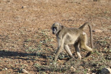 Chacma baboon / Papio ursinus