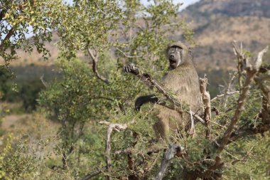 Chacma Baboon / Papio ursinus