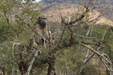 Chacma Baboon / Papio ursinus