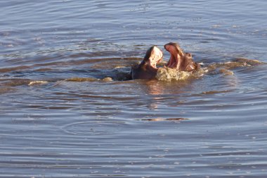 Nilpferd / Hippopotamus / Hippopotamus amphibius