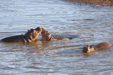 Nilpferd / Hippopotamus / Hippopotamus amphibius