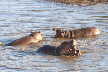 Nilpferd / Hippopotamus / Hippopotamus amphibius