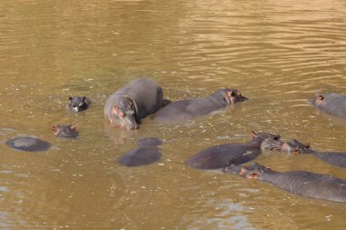 Nilpferd / Hippopotamus / Hippopotamus amphibius