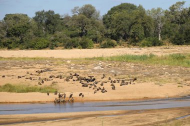 White-backed vulture / Gyps africanus