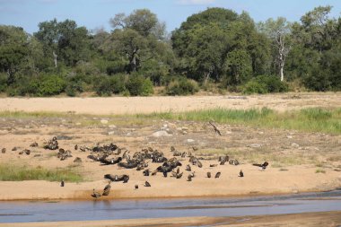 White-backed vulture / Gyps africanus