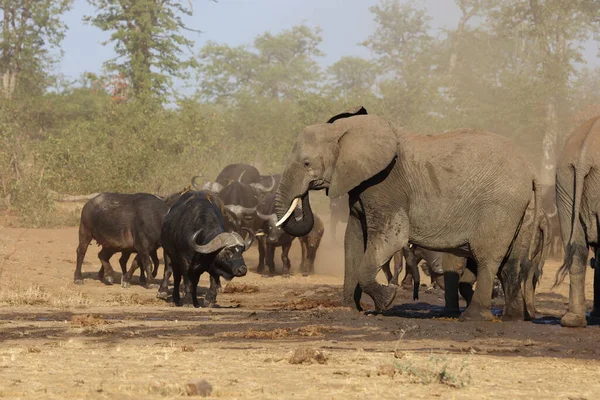 African Elephant Buffalo Loxodonta Africana Syncerus Caffer — 스톡 사진