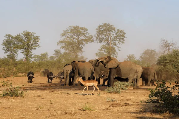 African Elephant Buffalo Loxodonta Africana Syncerus Caffer — 图库照片