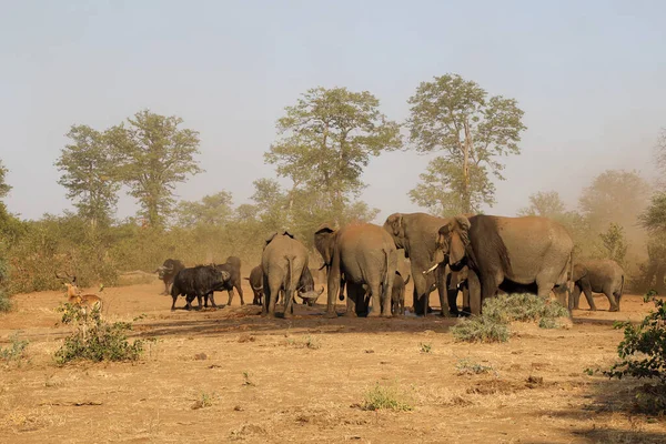 African Elephant Buffalo Loxodonta Africana Syncerus Caffer — 图库照片