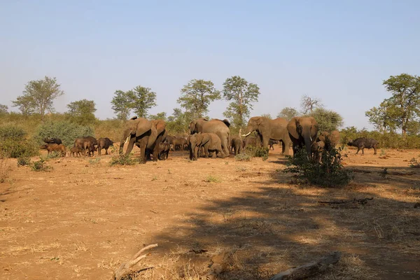 African Elephant Buffalo Loxodonta Africana Syncerus Caffer — Stock fotografie