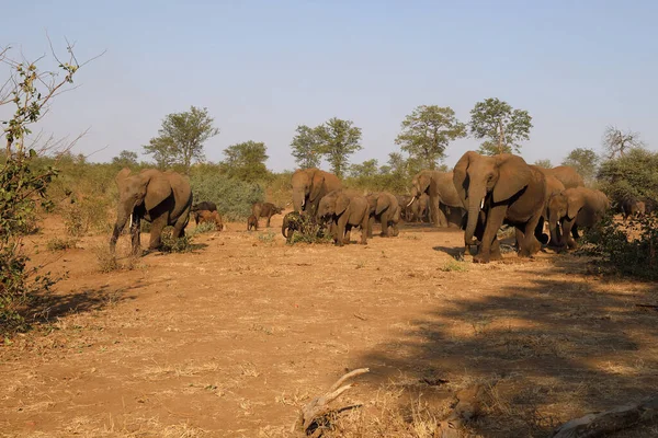 African Elephant Buffalo Loxodonta Africana Syncerus Caffer — Stock fotografie